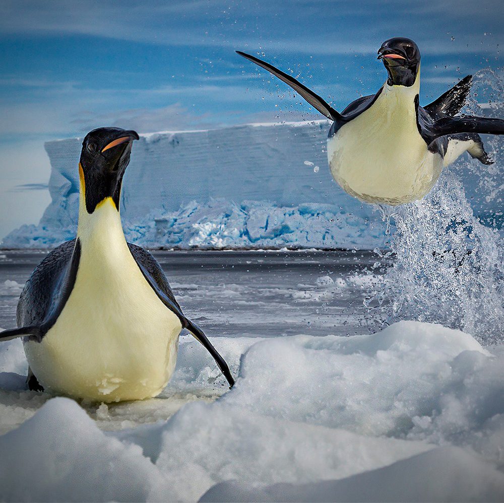 Defying Gravity, Paul Nicklen (2011) Ross Sea, Antarctica via 360 MAGAZINE.