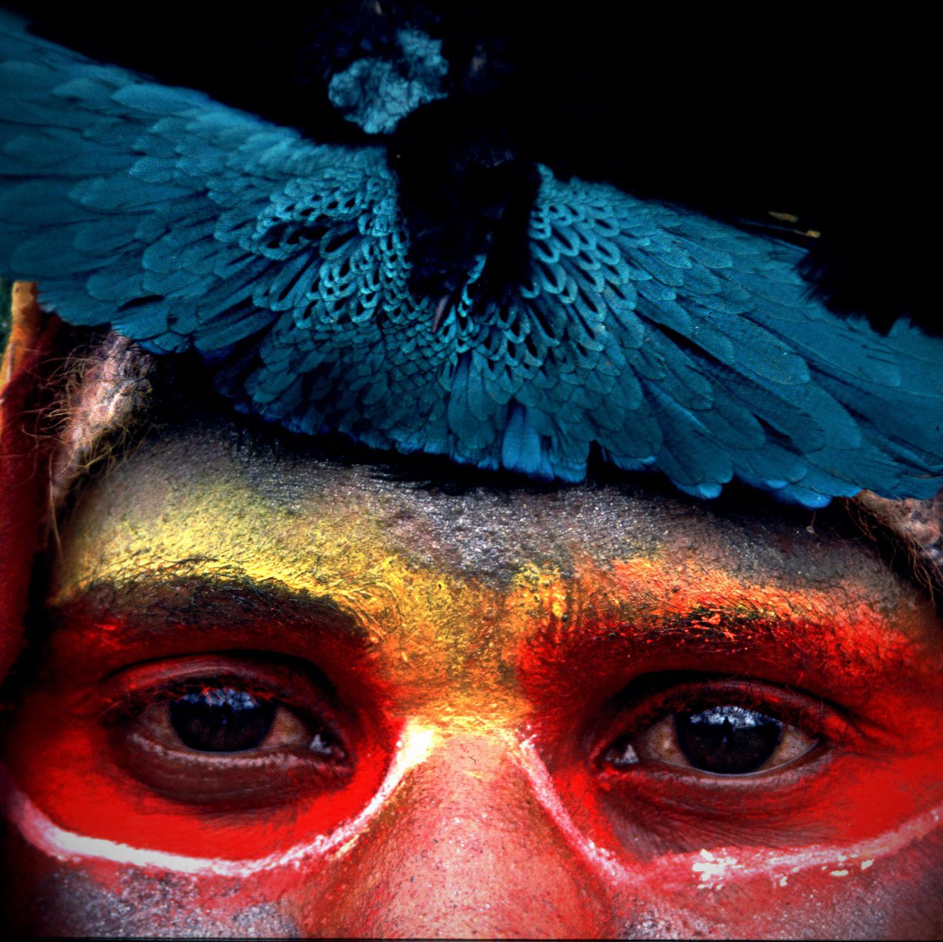 Astrapia, by Cristina Mittermeier (2016). Papua, New Guinea 20 x 30 in. via 360 MAGAZINE.