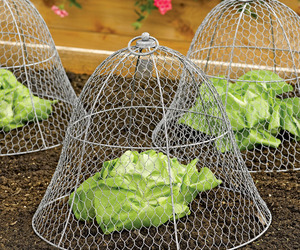 Chicken Wire Plant Cloche