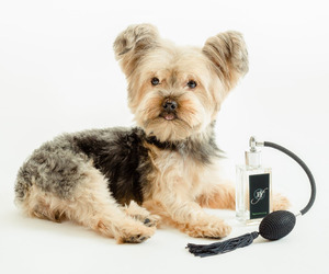 Dog Perfume and Cologne