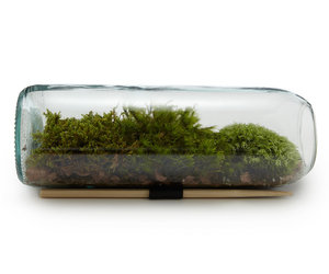 Moss Terrarium Bottle