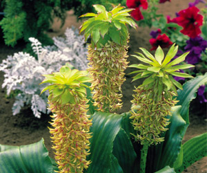 Pineapple Lily