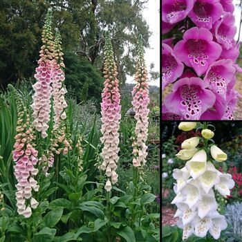 Foxglove- Excelsior mix