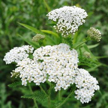 Yarrow