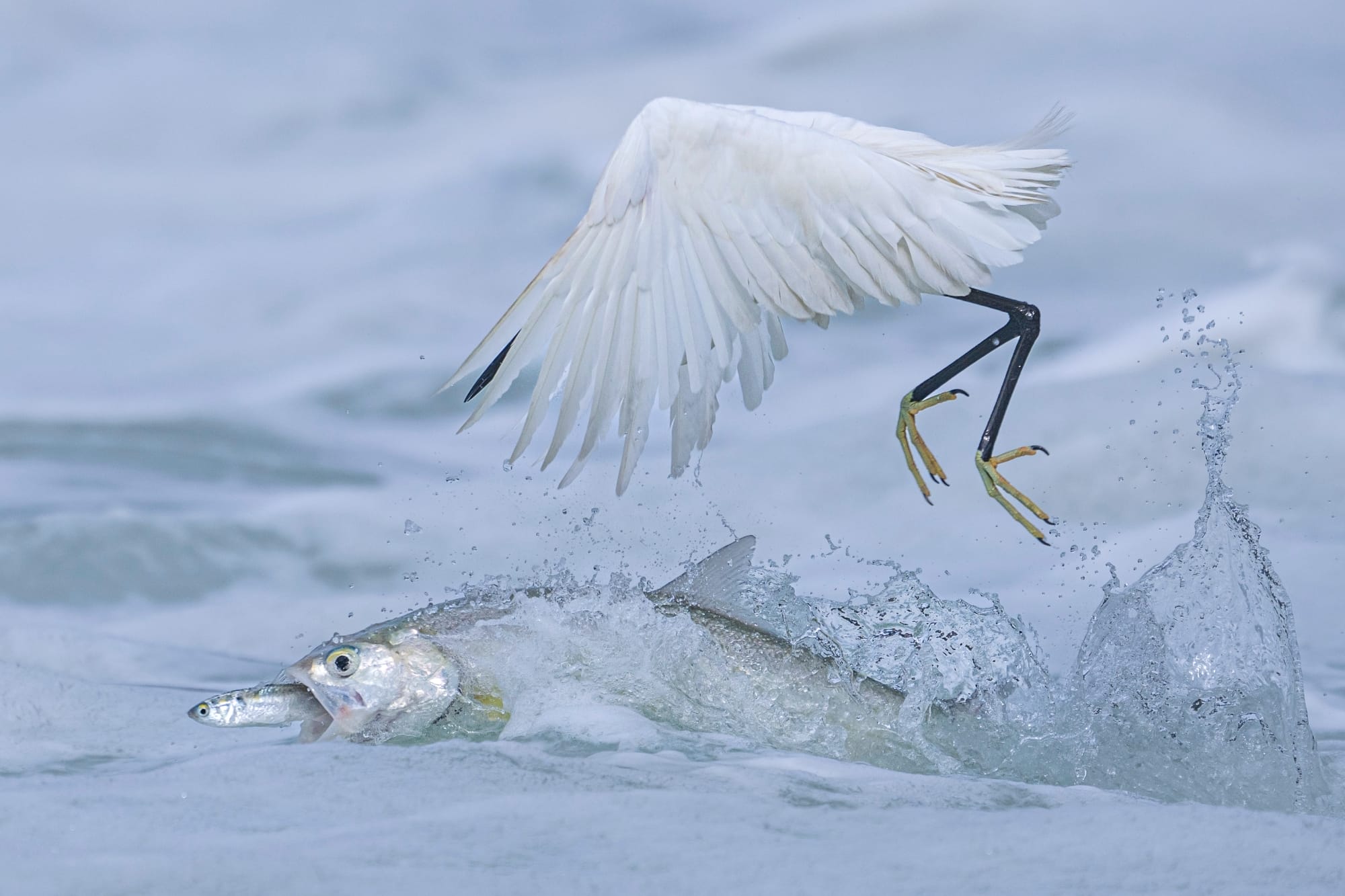 The Otherworldly and Ravenous Top 2025’s Wildlife Photographer of the Year Competition
