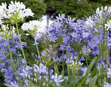 Large spherical blooms are magnificent in cut flower displays