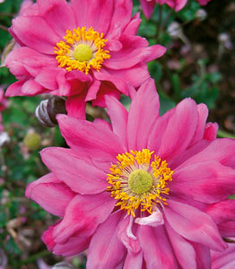 Anemone Trio</br>FROM £12.99