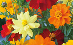 Popular Flower Seeds