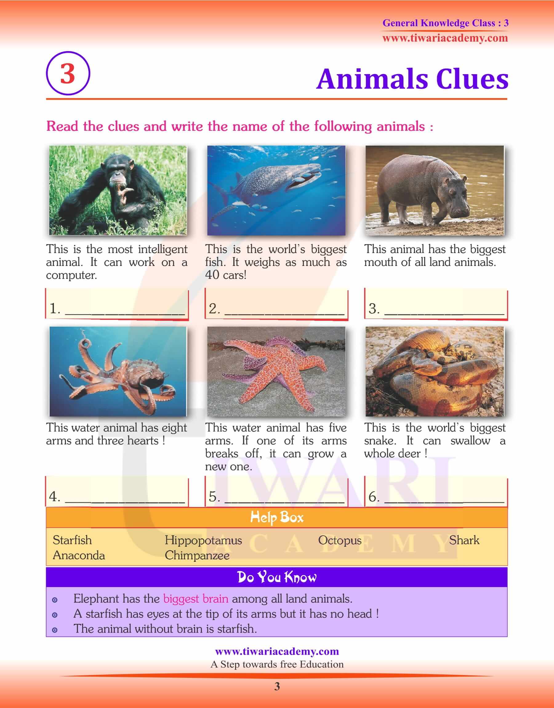 Animals Clues