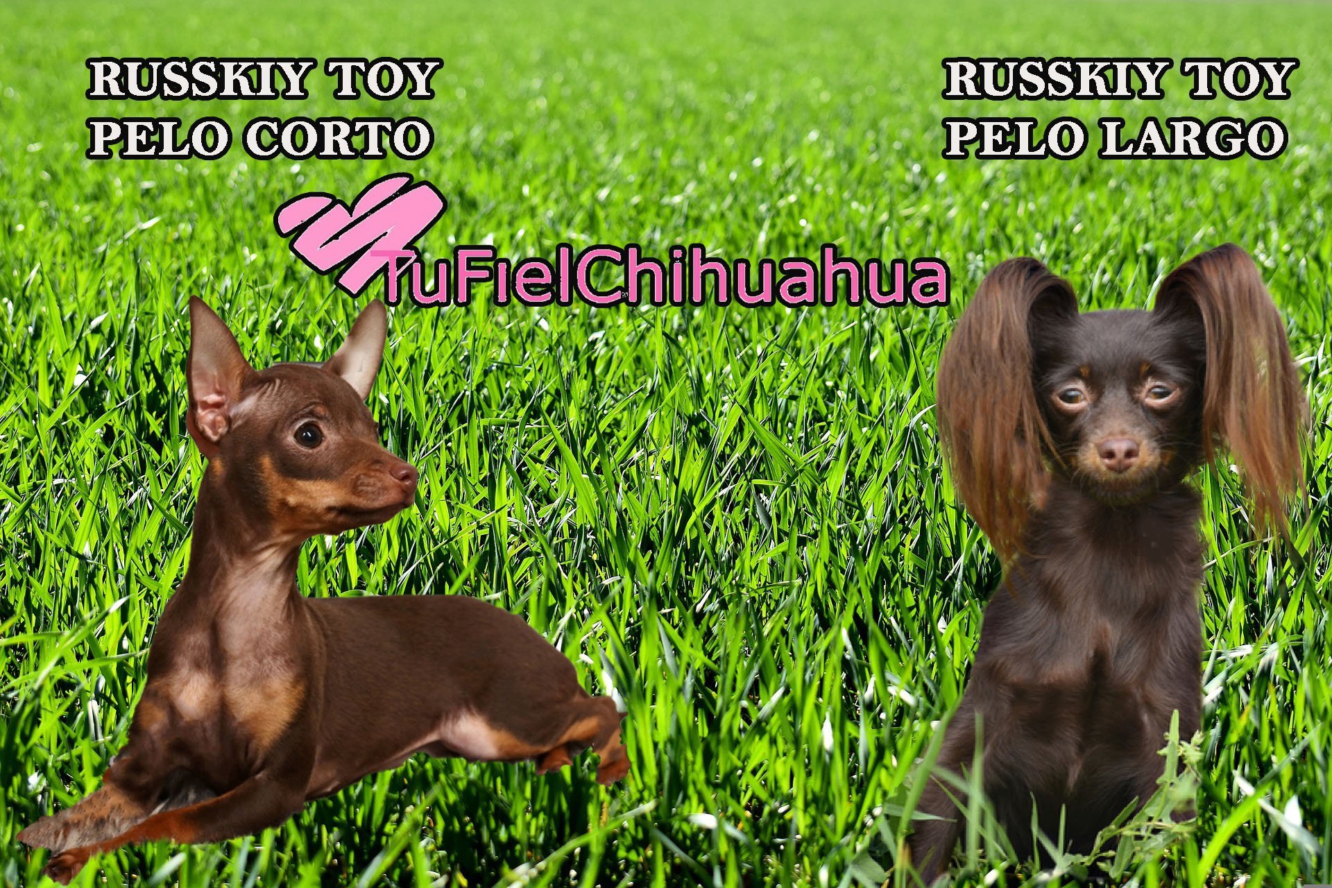 cuanto mide el chihuahua terrier