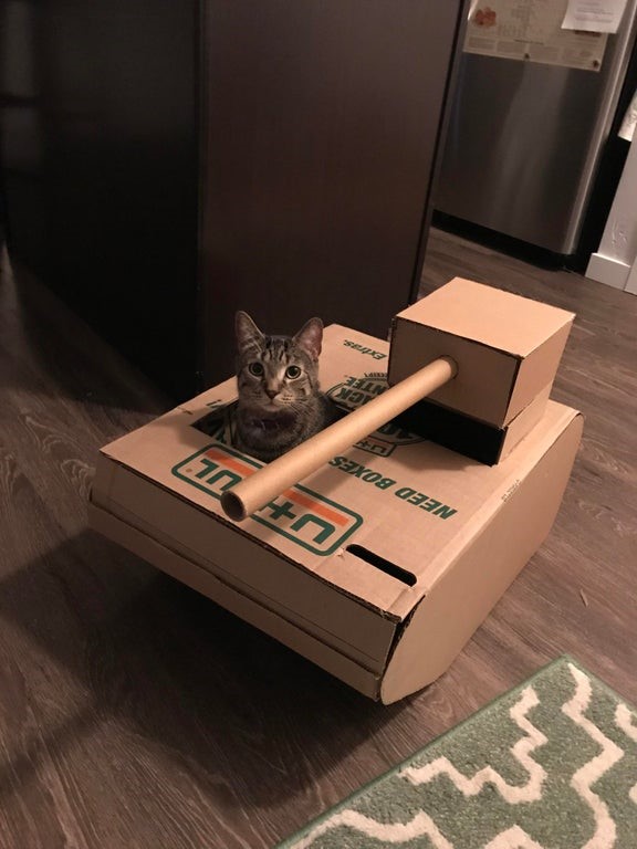 making a cat house