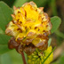 Trifolium badium