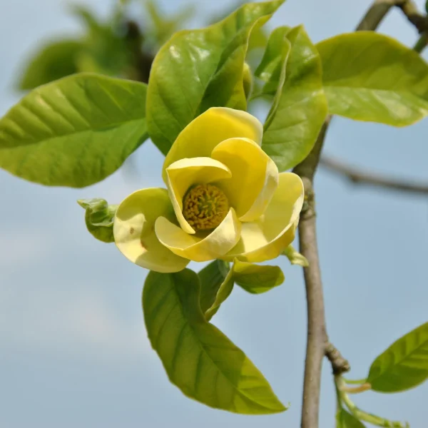 Magnolia ×brooklynensis 'Yellow Bird' – Magnolia ×brooklynensis 'Yellow Bird'