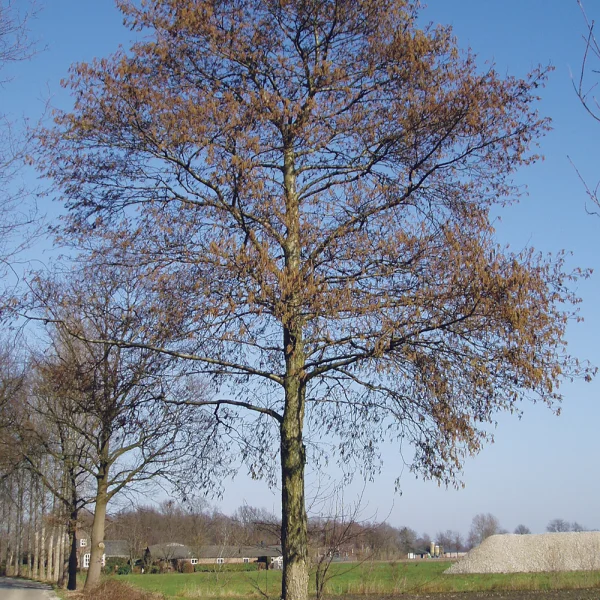 Alnus incana – Grey alder