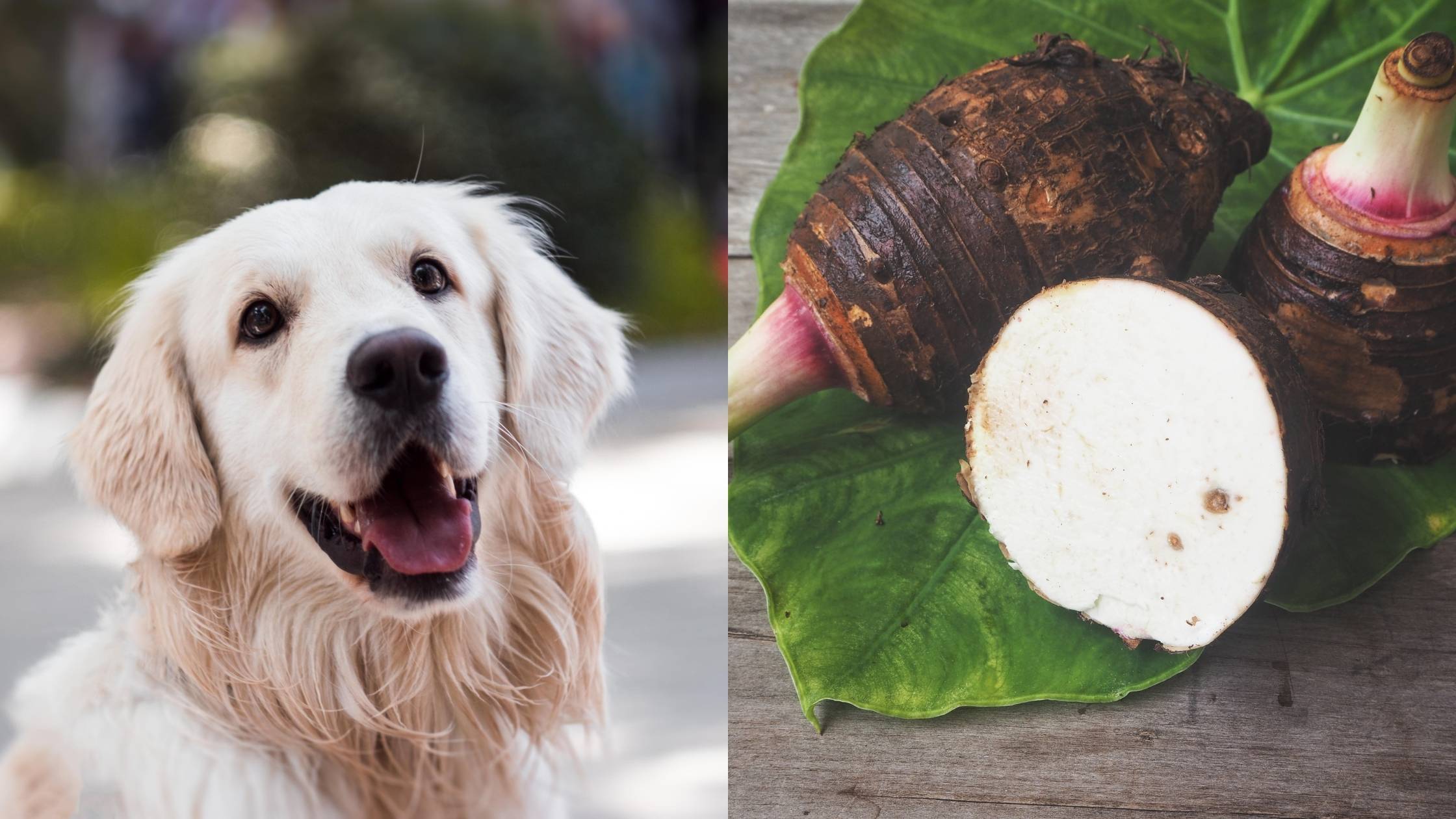 Can Dogs Eat Taro