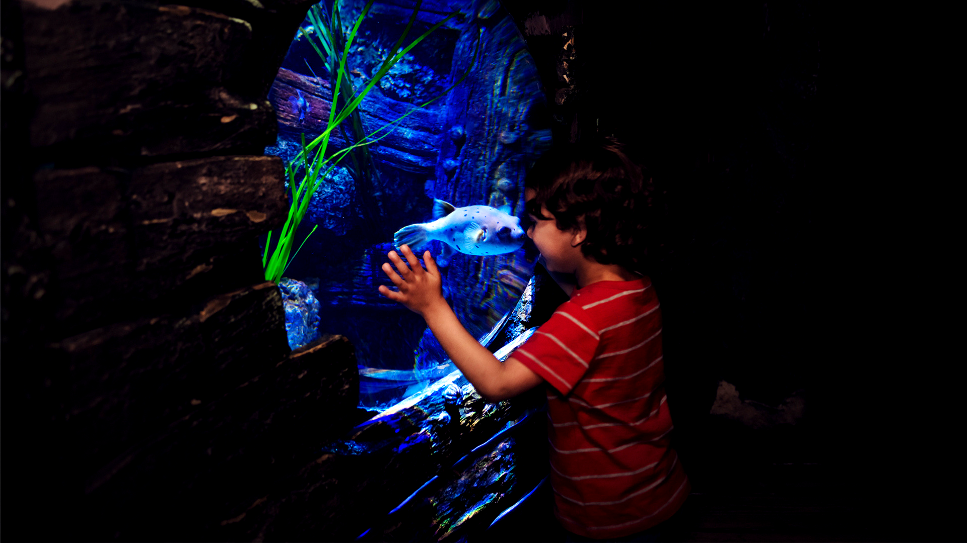 Shark Shipwreck at SEA LIFE