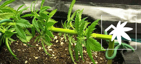 Super Cropping Cannabis: Everything You Need to Know