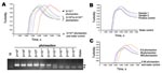 Thumbnail of Detection of influenza (H5) virus by loop-mediated isothermal amplification (LAMP). A) Serially diluted RNA from A/Vietnam/1203/2004 was tested by the reverse transcription (RT)–LAMP (upper panel) and RT-PCR (lower panel) assays. The viral titers used in these reactions are indicated. Viral RNA was extracted by using the QIAamp Viral RNA Mini Kit (QIAGEN, Valencia, CA, USA) according to the manufacturer’s instructions. For a typical 25-μL reaction, 2 μL of sample was mixed with 2× in-house reaction buffer (40 mmol/L Tris-HCl, pH 8.8; 20 mmol/L KCl; 16 mmol/L MgSO4; 20 mmol/L [NH4]2SO4; 0.2% Tween 20 [v/v]; 1.6 mol/L betaine; 2.8 mmol/L each dNTP), 50 U Bst DNA polymerase (New England Biolabs, Ipswitch, MA, USA), 8 U avian myeloblastosis virus reverse transcriptase (Invitrogen, Gaithersburg, MD, USA), 40 pmol/L primers FIP and BIP, 20 pmol/L primers LPF and LPR, and 5 pmol/L primers F3 and B3. Reaction mixtures were incubated at 60ºC for 120 min, and the turbidity of these reactions was examined by use of a turbidity meter (LA-200, Treamecs; Kyoto, Japan) in real time. The turbidities of these reactions 5–20 min after incubation were taken as the baseline. The threshold value for a positive reaction was set to be 10× above the standard deviation of the baseline. For the H5-specific RT-PCR assay, primers H5-1 (5′-GCCATTCCACAACATACACCC-3′) and H5-3 (5′-CTCCCCTGCTCATTGCTATG-3′) were used according to the protocol optimized by the World Health Organization H5 Reference Laboratory Network (7). Positive (219 bp) and nonspecific products from the PCR reaction are highlighted by the arrow and arrowhead, respectively. B) Detection of H5 virus in postmortem lung tissues from a patient with influenza (H5). Signals from the tested samples, positive control, and water control are indicated. C) Direct detection of influenza (H5) viruses from culture supernatants. Heat-treated supernatant from cells infected with A/Vietnam/1203/2004 were serially diluted and directly used as input in the LAMP assay. The plaque-forming units (pfu) of influenza (H5) virus in these reactions are shown.