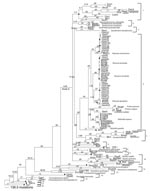 Thumbnail of Phylogenetic analysis of class A β-lactamases calculated by Bayesian inference. Number of mutations occurring along each branch are represented visually by the lengths of the branches. dN /dS ratios for all branches except the tips are given along the lengths of the branches. Boldface indicates plasmidic genes. Black dots indicate mobilizations to plasmids. Numbered brackets indicate monophyletic divisions within the tree. *dN, nonsynonymous substitution rate; dS, synonoymous substi