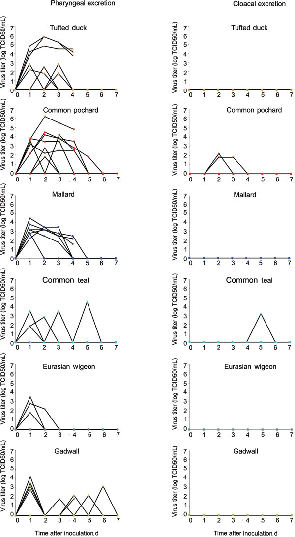 Individual pharyngeal (A) and cloacal (B) excretion of highly pathogenic avian influenza virus (H5N1) in wild duck species, by virus isolation.