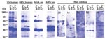 Thumbnail of Western blot analysis of Orthopoxvirus (OPV)–reactive antibody responses in red colobus. Western blot analysis was performed to further characterize humoral immune responses against OPV antigens. Purified monkeypox virus (MPV), vaccinia virus (VV), and cowpox virus (CPV) were separated by sodium dodecyl sulfate-polyacrylamide gel electrophoresis, transferred to polyvinylidene difluoride membranes, and probed with plasma from a VV-immune human, MPV-immune human, MVA-immune RM, MPV-immune RM, and 5 representative red colobus. The red colobus animal identification number is shown in the upper left corner of each Western blot for comparison with the ELISA data for the same sample described in Figure 1.