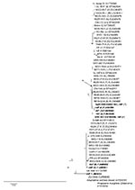 Thumbnail of Phylogenetic tree inferred from alignment of Anaplasma phagocytophilum msp4 sequences obtained in this study or available from GenBank. Inference was made by using the neighbor-joining algorithm. The stability of proposed branching order was assessed by bootstrapping (1,000 replicates). At nodes present in &gt;50% of replicates, the percentage of replicates possessing the node is indicated. The GenBank accession numbers of the new msp4 sequences obtained during this study (in boldfa