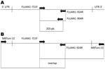 Thumbnail of Reverse transcription–PCR (RT-PCR)/sequencing primers scheme for the neuraminidase (NA) gene. A) Primer position for screening RT-PCR protocol. B) Primer position and the 2 overlapping RT-PCR products for the complete NA sequence. UTR, untranslated region.