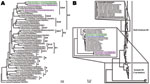 Thumbnail of Phylogenetic trees of hemagglutinin (A) and neuraminidase (B) genes of novel avian influenza (H5N5) viruses isolated from domestic ducks in the People’s Republic of China, December 2008–January 2009, with reference sequences. Green, A/duck/eastern China/008/2008 (H5N5) and A/duck/eastern China/031/2009 (H5N5); purple, A/duck/eastern China/108/2008 (H5N1) and A/duck/eastern China/909/2009 (H5N1); blue, A/duck/Yangzhou/013/2008 (H6N5); boldface, other H5N5 influenza viruses available