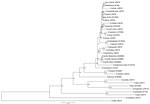 Thumbnail of Phylogenetic tree drawn, using the minimum evolution method, from an alignment of the 1,225-bp gltA gene of Rickettsia sp. AvBat. Bootstrap values are indicated at the nodes. Scale bar indicates the degree of divergence represented by a given length of branch. Boldface indicates the taxonomic position of a new Rickettsia sp.