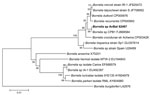 Thumbnail of Phylogenetic trees drawn from an alignment of the 736-bp flaB gene specific to Borrelia spp. by using the minimum evolution method. Bootstrap values are indicated at the nodes. Scale bar indicates the degree of divergence represented by a given length of branch. Boldface indicates the position of Borrelia sp. AvBat in the phylogenetic tree.