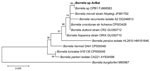 Thumbnail of Phylogenetic tree drawn from an alignment of the 1206-bp 16S rRNA gene specific to Borrelia spp. by using the minimum evolution method. Bootstrap values are indicated at the nodes. Scale bar indicate the degree of divergence represented by a given length of branch. Boldface indicates the position of Borrelia sp. AvBat in the phylogenetic tree.