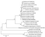 Thumbnail of Phylogenetic trees drawn from an alignment of the 348-bp 16S rRNA gene specific to Ehrlichia spp. by using the minimum evolution method. Bootstrap values are indicated at the nodes. Scale bar indicate the degree of divergence represented by a given length of branch. Boldface indicates the taxonomic position of a new Rickettsia sp.