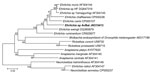 Thumbnail of Phylogenetic trees drawn from an alignment of the 257-bp gltA gene specific to Ehrlichia spp. by using the minimum evolution method. Bootstrap values are indicated at the nodes. Scale bar indicate the degree of divergence represented by a given length of branch. Boldface indicates the taxonomic position of a new Ehrlichia sp.