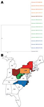 Thumbnail of A) Consensus maximum-parsimony tree of 8 concatenated gene fragments of Geomyces destructans. Data were derived from 13 G. destructans test isolates. G. destructans M1379 and G. pannorum M1378 were used as controls in this study; they were described in an earlier report (3). The number 515 on the branch indicates the total number of variable nucleotide positions (of 4,722 nt) separating G. pannorum M1372 from the clonal genotype of G. destructans. Isolation dates are shown in parent