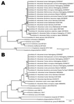 Thumbnail of A) Neighbor-joining trees based on the 16S rRNA gene (rrs) and B) the 60-kDa heat shock protein gene (groEL) of Candidatus Neoehrlichia mikurensis, China, generated by using Molecular Evolutionary Genetics Analysis software version 4.0, (www.megasoftware.net/) the maximum composite-likelihood method, and bootstrap analysis of 1,000 replicates. Asterisks indicate nucleotide sequences of Candidatus N. mikurensis determined in this study. Numbers on branches indicate percentage of repl