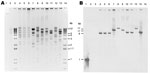 Thumbnail of XmnI restriction analysis of New Delhi metallo-β-lactamase (NDM)–encoding plasmids, United States, April 2009–March 2011, from transformants (A) and subsequent Southern blot analysis with digoxigenin-labeled blaNDM probe hybridized to a blot of same gel (B). Lane 1, NDM PCR product, positive control; lane 2, NDM-negative plasmid (ATCC-1705); lanes 3 and 14, 1-kb plus marker; lane 4, TF 0S-506; lane 5, TF 1100770; lane 6, TF 1100975; lane 7, TF1100192; lane 8, TF 1000527; lane 9, TF 