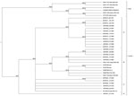 Thumbnail of Phylogenetic analysis of whole-genome direct sequencing. Evolutionary relationships between sequenced samples and archived monkeypox virus (MPXV) sequences were determined for the central coding region sequence (MPXV nucleotide positions ≈56000–120000). A cladogram representing the topology of an unrooted Bayesian phylogenetic reconstruction is shown for samples identified by sample number and/or GenBank accession number. The Central and Western African clades and the 4 distinct lin