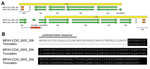 Thumbnail of Truncation of OMCP. A) Whole-genome deep sequencing revealed a 625-bp deletion directly upstream of the right ITR (red box), which completely removed MPV-Z-N2R (locus 201) and truncated OMCP (MPV-Z-N3R, locus 202). A Western African clade virus, MPXV-USA_2003_039, is shown for comparison with OMCP and N2R copy number. PCR amplification regions for the large deletion and the STRs (right and left) are indicated by the blue bar below each ITR diagram. The yellow box represents the ITR 