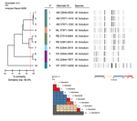 Thumbnail of Strain typing using Diversilab platform (bioMérieux, Melbourne, Victoria, Australia) and pulsed-field gel electrophoresis of Mycobacterium fortuitum isolates.