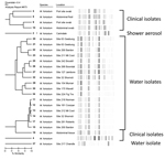 Thumbnail of Repetitive sequence–based PCR dendrogram demonstrating differences between Mycobacterium fortuitum isolates associated with lap band infections and M. fortuitum isolated from water samples. Scale bar indicates % similarity. Source: DiversiLab v. 3.4 PC #675.