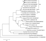 Thumbnail of Phylogenetic analysis of partial M/E genes of 2 ZIKV strains, French Polynesia, 2013. The evolutionary history was inferred by using the maximum-likelihood method based on the Kimura 2-parameter model. The percentage of trees in which the associated taxa clustered is shown for values &gt;85 next to the branches (1,000 replicates). Evolutionary analyses were conducted in MEGA5 (http://megasoftware.net/). Strains are labeled by country of origin and date-strain name/GenBank accession 