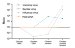 Thumbnail of Changes in virus-to-host nucleic acid signal-to-noise ratio during development of tissue-based universal virus detection for viral metagenomics (TUViD-VM) protocol. Next-generation sequencing results for virus-infected chicken tissue comparatively sequenced were obtained by using 4 approaches: standard RNA library preparation (Chicken RNA), standard DNA library preparation (Chicken DNA), DNA library from random-amplified chicken tissue (Chicken random), and DNA library from random-a