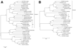 Thumbnail of Phylogenetic analysis of partial open reading frame (ORF) 2 and ORF1 sequences of hepatitis E virus (HEV). Phylogenetic trees were constructed in MEGA6 software (http://www.megasoftware.net) by using the neighbor-joining method from a Kimura 2-parameter distance matrix based on partial nucleotide sequences of ORF2 (A) and ORF1 (B). Bootstrap values obtained from 500 resamplings are shown. Sequences were retrieved from the serum of a 45-year-old woman in France in whom hepatitis E wa