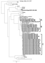 Thumbnail of Phylogenetic tree of the coronavirus RNA-dependent RNA polymerase gene. This tree was constructed on the basis of a sequence alignment of 330 bp using the neighbor-joining method. Bold text indicates sequences found in this study. Scale bar indicates nucleotide substitutions per site.