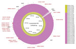 Thumbnail of Genomic similarities to Streptococcus pneumoniae G54 (reference sequence GenBank accession no. NC_011072.11) and Japan meropenem-nonsusceptible serotype 15A-ST63 isolate-specific recombination sites that were obtained in Genealogies Unbiased By recomBinations In Nucleotide Sequences (28) by using all clade I and clade I-MNS isolates. Colored segments indicate &gt;95% similarity; gray segments indicate &gt;90% similarity by BLAST (27) comparison between each isolate genome and S. pne