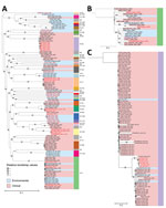 Thumbnail of Phylogeny of Vibrio parahaemolyticus isolates from Galicia, Spain. A) Phylogenetic inference of the 42 genomes from Spain identified in this study (red text) along with all other genomes identified in the same clusters by the global phylogeny with their corresponding sequence types (STs). B) Phylogenetic tree of genomes belonging to ST3 (pandemic clone). C) Phylogenetic tree of genomes included in ST36 in the global phylogeny. Gray dots indicate bootstrap values supporting the nodes