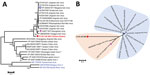 Thumbnail of Phylogenetic analyses of FLSV-PN (red) on the basis of NS5 proteins corresponding to amino acid positions 55 to 913 on Jingmen tick virus reference sequence YP_009029999.1. The trees are drawn to scale, with branch lengths measured in the number of substitutions per site. A) Phylogenetic analysis of conventional flaviviruses (blue) and recently identified segmented flavi-like viruses from ticks, mosquitoes, and other arthropods. B) Phylogenetic analysis of viruses closely related to