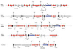 Thumbnail of Analysis of genetic context of blaKPC genes in Klebsiella pneumoniae carbapenemase–producing K. pneumoniae isolates, France, 2018. Different isoforms of NTE and Tn4401 are represented. Inverted repeat sequences are indicated by triangles. Direct repeats are indicated by vertical lines. Genes are represented by arrows. NTE, non-Tn4401 element.