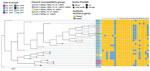 Thumbnail of Phylogenetic tree of 28 carbapenemase-producing Klebsiella pneumoniae isolates and their acquired resistance genes from the neonatal intensive care unit at Korle-Bu Teaching Hospital, Accra, Ghana, 2017–2019. The tree was produced by analysis of single-nucleotide polymorphisms (SNPs) of core genomes. Maximum genetic distance was between isolates KP2201 and KP026, which differed by 32 SNPs. Tree used genome of K. pneumoniae reference strain HS11286 as outgroup. Lane 1, rmtB; lane 2, 