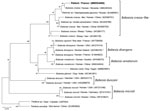 Evolutionary analysis of 18S RNA sequences of Babesia from a 61-year-old man from western France and reference sequences. Neighbor-joining tree of 1,000 bootstrap pseudoreplicates with Kimura 2-parameter distances of internal transcribed spacer 1 gene from 18S RNA sequences of the Babesia genus (MEGA X 10.1.8, https://www.megasoftware.net). Bootstrap proportions >50% are indicated. This phylogenetic tree illustrates the relationship between the species infecting this patient (GenBank accession no. MW504968) and the 20 different species of Babesia obtained from GenBank. Species, host, origin, and accession number are indicated. Theileria spp. was used as outgroup. Scale bar represents 1% of divergence. Asterisk indicates in vitro culture.